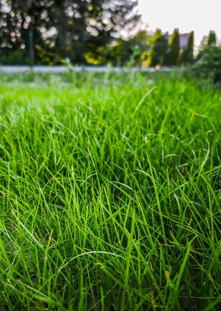 Trawa z rolki FLOROGARDEN w prawdziwym ogrodzie. Zdjęcia pokazują kolejne etapy – od pierwszych źdźbeł aż po gęstą zieloną murawę.