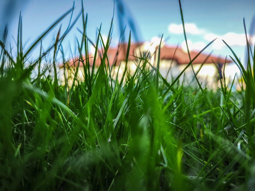 Od pierwszych źdźbeł do gęstej murawy. Tak wygląda FLOROGARDEN w prawdziwym ogrodzie