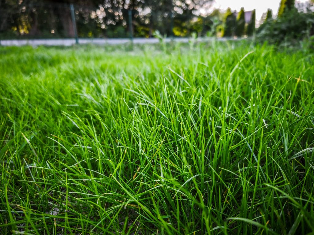 Od pierwszych źdźbeł do gęstej murawy. Tak wygląda FLOROGARDEN w prawdziwym ogrodzie
