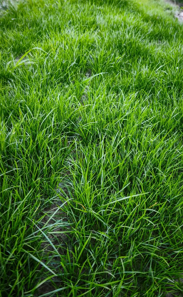 Od pierwszych źdźbeł do gęstej murawy. Tak wygląda FLOROGARDEN w prawdziwym ogrodzie