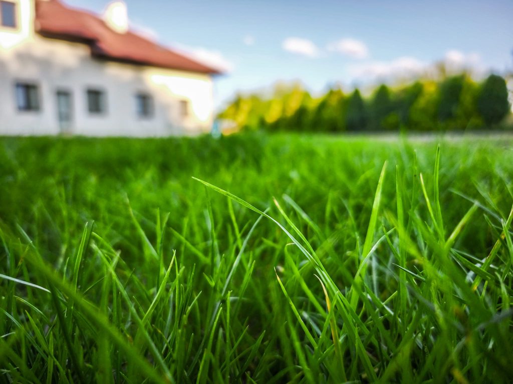 Od pierwszych źdźbeł do gęstej murawy. Tak wygląda FLOROGARDEN w prawdziwym ogrodzie